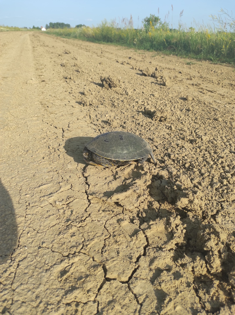 18. kép Mocsári teknős úton kel át.jpg